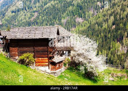 Cerisier en fleurs à côté d'une grange à foin rustique sur la route de la ferme dans la vallée d'Ulten, Tyrol du Sud Banque D'Images
