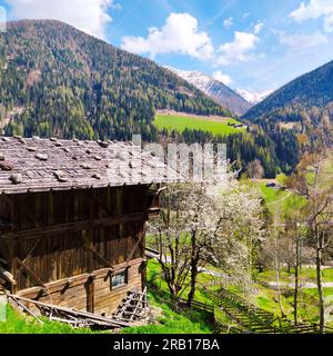 Cerisier en fleurs à côté d'une grange à foin rustique sur la route de la ferme dans la vallée d'Ulten, Tyrol du Sud Banque D'Images