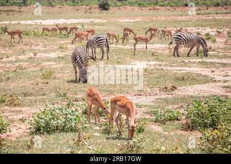Zèbres dans la savane africaine, Safari dans le parc national de Tsavo, Kenya, Afrique Banque D'Images