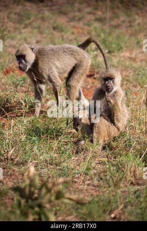 Singes pris en safari dans le parc national de Tsavo West, Kenya, Afrique Banque D'Images