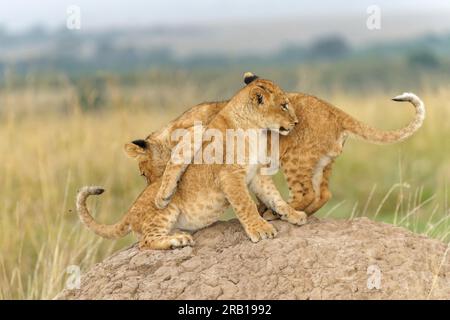 Deux jeunes lions (Panthera leo) jouant sur un monticule de termites, Maasai Mara Wildlife Sanctuary, Kenya. Banque D'Images