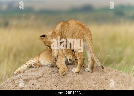 Deux jeunes lions (Panthera leo) jouant sur un monticule de termites, Maasai Mara Wildlife Sanctuary, Kenya. Banque D'Images