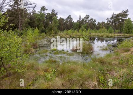 Plan d'eau dans l'amarrage de la ferme Tister avec des peuplements de fructification d'herbe de coton Banque D'Images