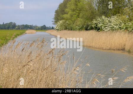 Canal de drainage à Budjadingen avec roseaux et prairies verdoyantes Banque D'Images