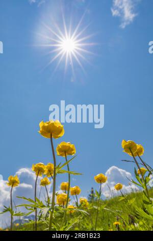 Italie, Vénétie, Provine de Belluno, Auronzo di Cadore, Maraia alm, Trollius europaeus, fleur de globe en fleur Banque D'Images