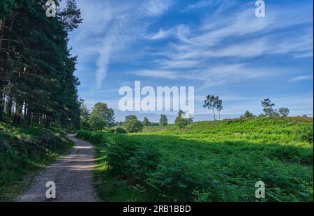 Heathland sur Cannock Chase, Staffordshire Banque D'Images