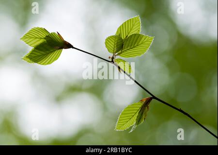 Jeunes feuilles vert clair de hêtre cuivré au printemps, Parc naturel de Pfälzerwald, Réserve de biosphère de Pfälzerwald-Nordvogesen, Allemagne, Rhénanie-Palatinat Banque D'Images