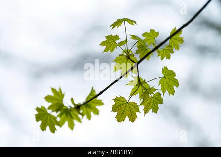 Feuilles vertes fraîches d'érable de Norvège au printemps, parc naturel de Pfälzerwald, réserve de biosphère de Pfälzerwald-Nordvogesen, Allemagne, Rhénanie-Palatinat Banque D'Images