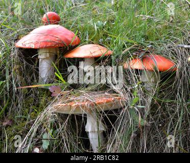 Les champignons toxiques poussent dans la forêt dans la nature - mouche rouge agarique (Amanita muscaria). Banque D'Images