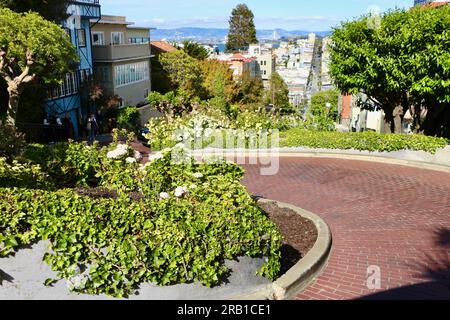 Connu comme la rue la plus tordue dans la section du monde de Lombard Street avec huit virages en épingle à cheveux d'une voiture descendant San Francisco Californie USA Banque D'Images