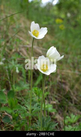 Au printemps dans la nature, dans la forêt fleurit Anemone sylvestris Banque D'Images