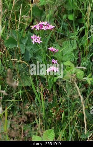 Un Centaury commun une belle fleur sauvage rose dans les Cotswold Hills Gloucestershire UK Banque D'Images