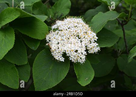 Au printemps, dans les fleurs sauvages du viburnum (Viburnum lantana) Banque D'Images