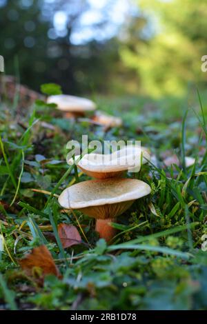 Dans la nature, les champignons comestibles Lactarius deliciosus poussent dans la forêt Banque D'Images