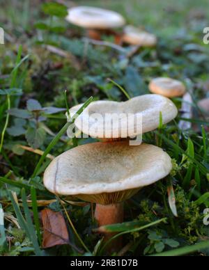 Dans la nature, les champignons comestibles Lactarius deliciosus poussent dans la forêt Banque D'Images