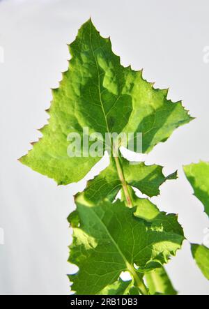 Le chardon jaune (Sonchus asper) pousse dans la nature. Banque D'Images