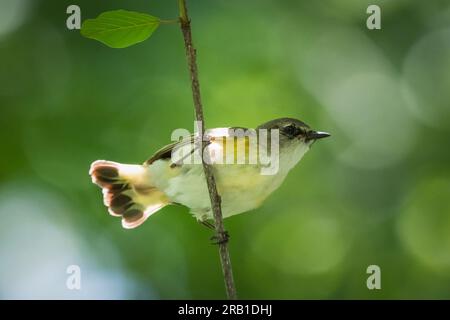 Une femelle américaine redstart perchée sur la branche verticale, oiseau est perpendiculaire à la branche et face à droite du cadre, montrant la poitrine et le ventre. Banque D'Images