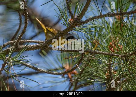 Un mâle à gorge jaune commun dans un pin, s'esquivant sous une branche et jetant un regard sur la caméra. Banque D'Images