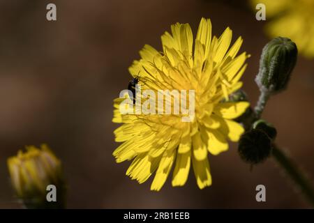 Gros plan de la fleur jaune de la mûre ( Sonchus oleraceus) , plante herbacée du genre Sonchus avec un insecte entre ses pétales Banque D'Images