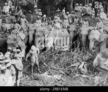 Népal : 29 janvier 1922 le groupe de chasse du Prince de Galles encerclant un tigre que son Altesse Royale venait de tirer. Le prince est au sommet de l'éléphant à l'extrême droite. Banque D'Images