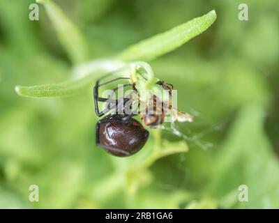 Latrodectus hesperus, la veuve noire de l'Ouest ou veuve de l'Ouest, est une espèce d'araignée venimeuse que l'on trouve dans les régions de l'Ouest de l'Amérique du Nord. Banque D'Images