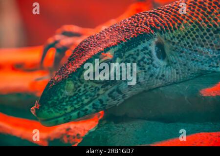 Moniteur d'eau asiatique - Varanus salvator également moniteur d'eau commun, grand varanide lézard originaire du sud et du sud-est de l'Asie kabaragoya, monit à deux bandes Banque D'Images