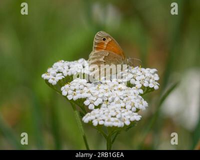 Coenonympha tullia, la grande bruyère ou anneau commun, est un papillon de la famille des Nymphalidae. Banque D'Images