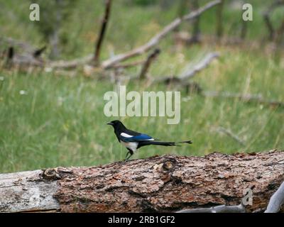 La pie à bec noir (Pica hudsonia), également connue sous le nom de pie américaine, est un oiseau de la famille des corvidés Banque D'Images