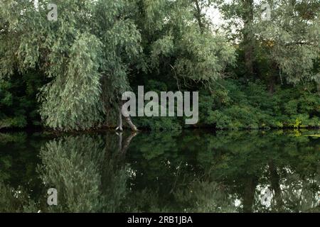 forêt verte le long de la rivière orel en été en ukraine dans la ville de dnipro dans la matinée Banque D'Images