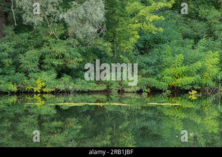 forêt verte le long de la rivière orel en été en ukraine dans la ville de dnipro dans la matinée Banque D'Images