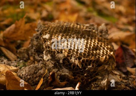 Morceau de Wasp Nest tombé sur le sol dans les Smokies Banque D'Images