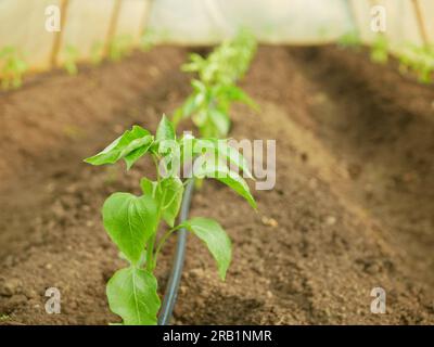 Poivron plantule serre feuille jeune plantation bio vert capsicum annuum jalapeno ferme mûr Grow plante fraîche plantation chili détail gros plan champ la Banque D'Images