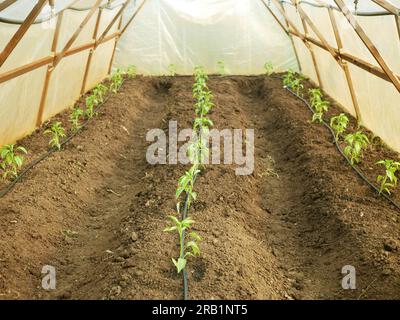 Poivron plantule serre feuille jeune plantation bio vert capsicum annuum jalapeno ferme mûr Grow plante fraîche plantation chili détail gros plan champ la Banque D'Images