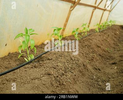 Poivron plantule serre feuille jeune plantation bio vert capsicum annuum jalapeno ferme mûr Grow plante fraîche plantation chili détail gros plan champ la Banque D'Images