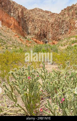 Cholla de canne en fleurs sur le sentier Lower Burro Mesa Pouroff menant au canyon Box dans le parc national de Big Bend Banque D'Images