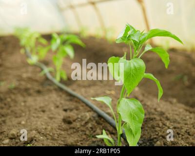 Poivron plantule serre feuille jeune plantation bio vert capsicum annuum jalapeno ferme mûr Grow plante fraîche plantation chili détail gros plan champ la Banque D'Images