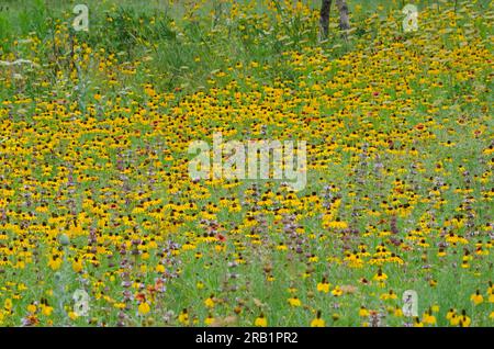 Susan aux yeux noirs, Rudbeckia hirta, couverture indienne, Gaillardia pulchella, basilic Beebalm, Monarda clinopodioides et Mexicain Hat, Ratibida columnifera Banque D'Images