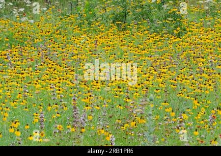 Susan aux yeux noirs, Rudbeckia hirta, couverture indienne, Gaillardia pulchella, basilic Beebalm, Monarda clinopodioides et Mexicain Hat, Ratibida columnifera Banque D'Images