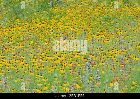 Susan aux yeux noirs, Rudbeckia hirta, couverture indienne, Gaillardia pulchella, basilic Beebalm, Monarda clinopodioides et Mexicain Hat, Ratibida columnifera Banque D'Images