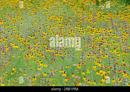 Susan aux yeux noirs, Rudbeckia hirta, couverture indienne, Gaillardia pulchella, basilic Beebalm, Monarda clinopodioides et Mexicain Hat, Ratibida columnifera Banque D'Images