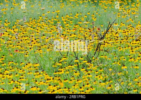 Susan aux yeux noirs, Rudbeckia hirta, couverture indienne, Gaillardia pulchella, basilic Beebalm, Monarda clinopodioides et Mexicain Hat, Ratibida columnifera Banque D'Images