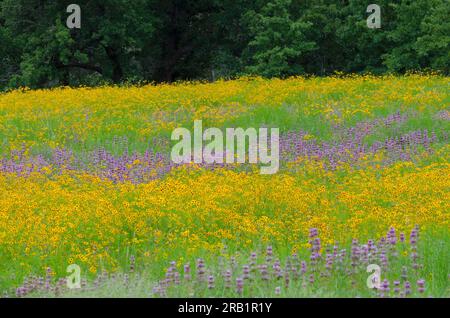 Coreopsis des plaines, Coreopsis tinctoria et Lemon Beebalm, Monarda citriodora Banque D'Images