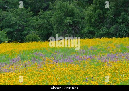 Coreopsis des plaines, Coreopsis tinctoria et Lemon Beebalm, Monarda citriodora Banque D'Images