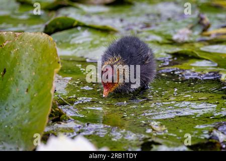 Petit bébé Coot marchant sur des coussinets de lys verts sur la surface de l'eau Banque D'Images