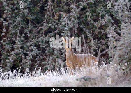 Cerf roux (Capreolus capreolus). Fortes gelées, hiver à Farnham Park, Angleterre. Banque D'Images