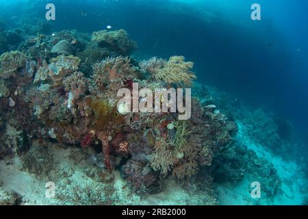 Mer abondante à Raja Ampat. Plongée sous-marine en Indonésie. Fond plein de coraux, anémones et poissons Banque D'Images