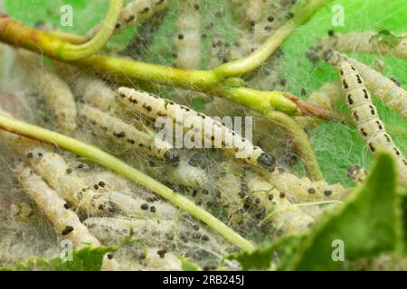 Érémite de cerisier d'oiseau, larves d'Yponomeuta evonymella dans la soie de chenille Banque D'Images