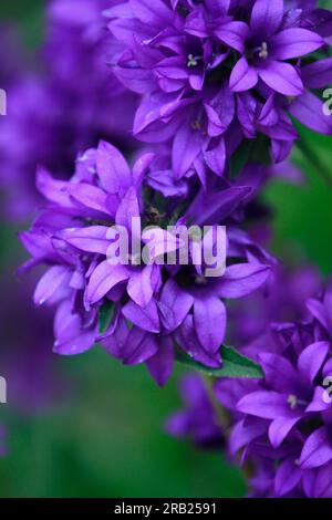 Campanula glomerata var. Acaulis (clocher en grappe) Banque D'Images