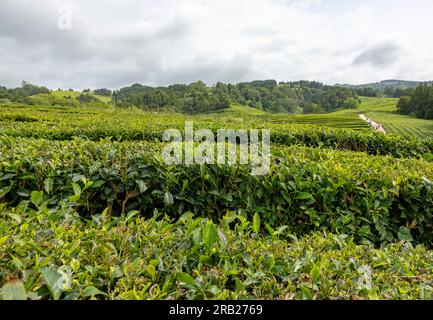 Champ vert avec plantation de thé sur Gorreana Tea Factory dans l'île de São Miguel aux Açores. Banque D'Images