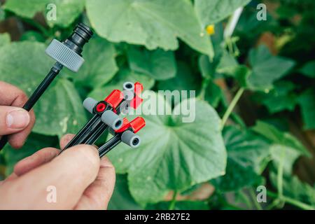 Tuyau d'égouttement et arroseur dans les mains dans un jardin d'été verdoyant. Équipement d'irrigation. Organisation de l'irrigation goutte-à-goutte dans la saison du jardin.irrigation goutte-à-goutte Banque D'Images